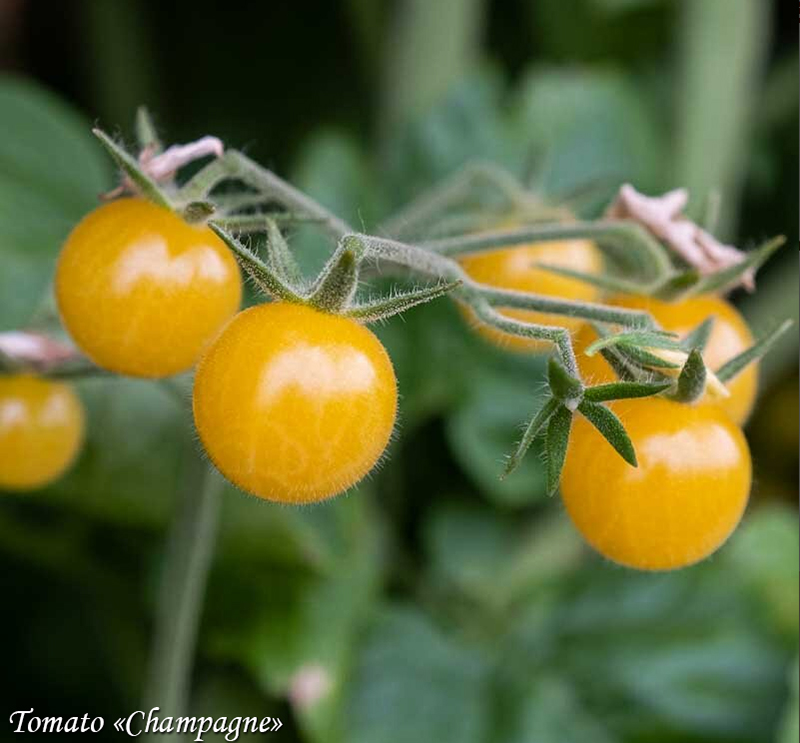 Tomate Champagne, Жёлтый мелкоплодный томат Шампанское